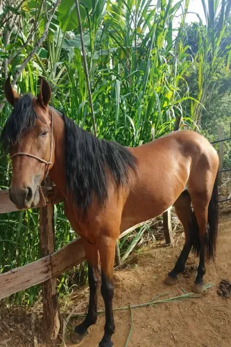 Cavalo marcha batida