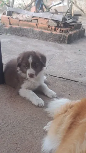Macho de border collie 