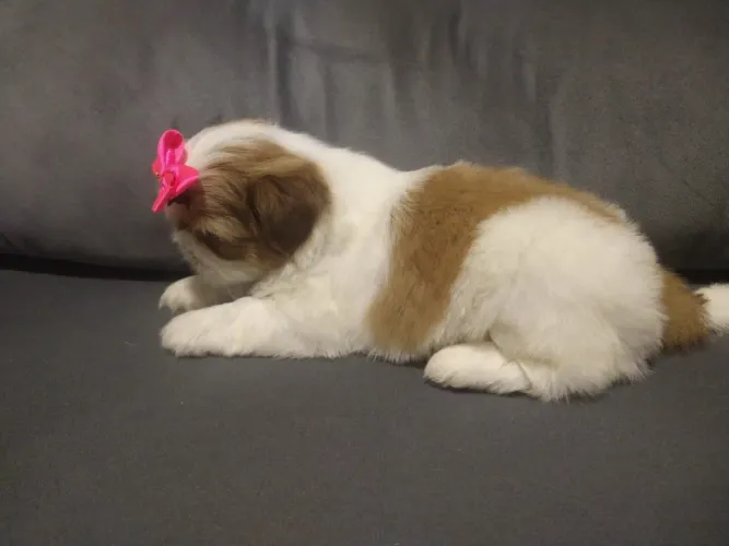 Shitzus Mini