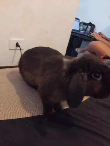 Coelho mini lop