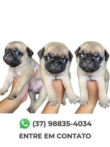 CACHORRO PUG - MINIATURA