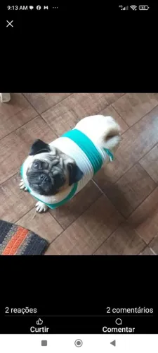 Pug macho