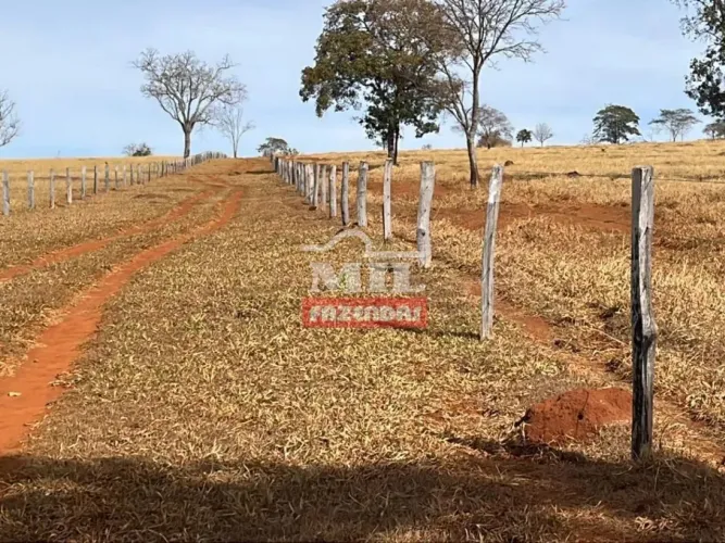 Fazenda 150 Alqueires (726 Hectares) Caiapônia - GO