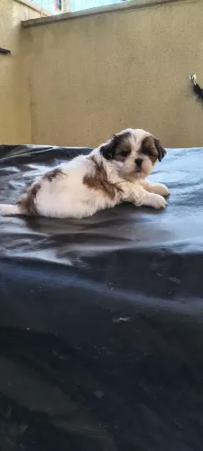 Vende-se Shitzu