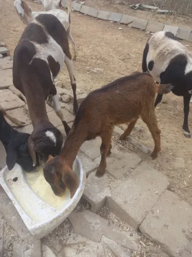 Cabra, Bode, cabrito, cordeiro, ovelha e boregos