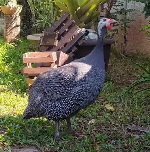 Galinha da Angola/ Tô fraco ( filhotes)