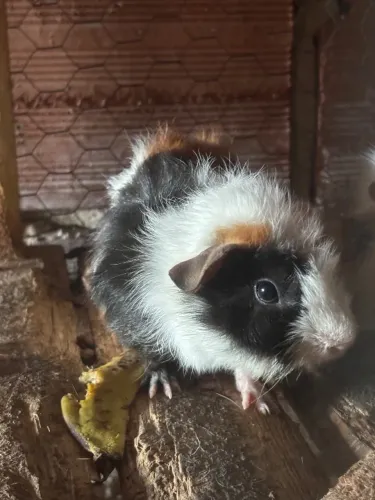 Porquinho da índia fêmea e macho 