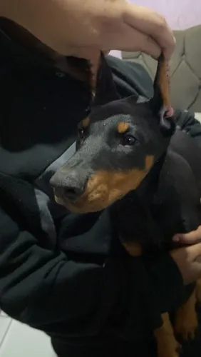 Filhote de doberman