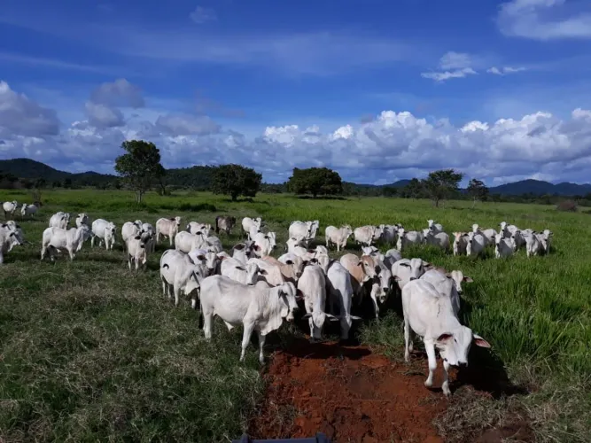 Fazenda 909 hec em Santa Teresinha MT. R$:24 milhoes