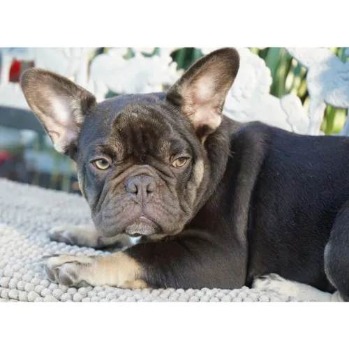 BullDog Francês: Pet pefeito