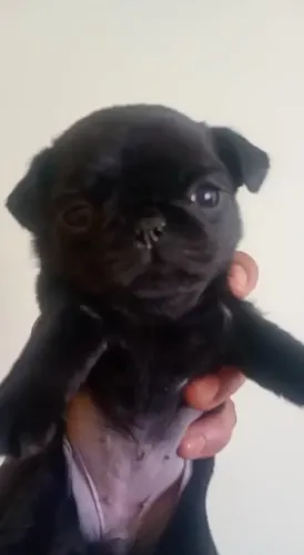 Vendo filhote de Pug fêmea 