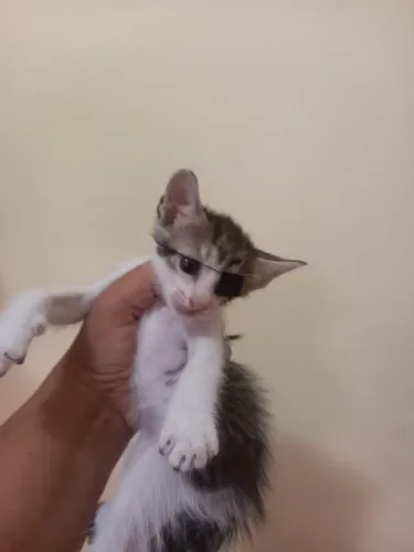 Doação de gatinhos