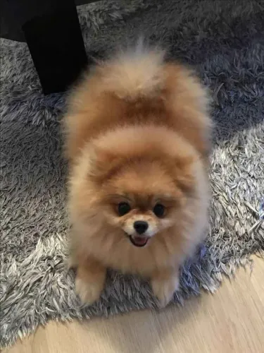 Filhote spitz alemão, Nada se compara ao amor sincero de um cachorro!