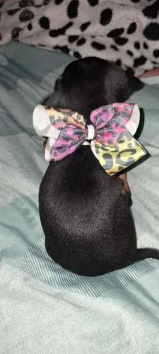 Lindos cachorrinhos  Pinscher