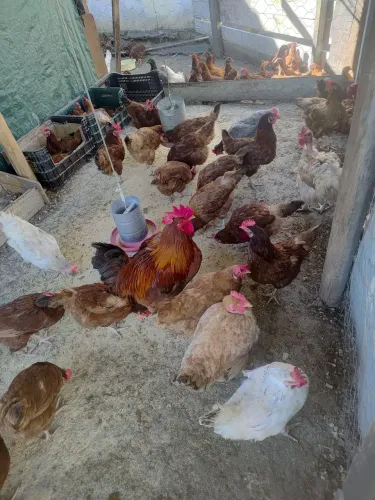Vendo galinha
