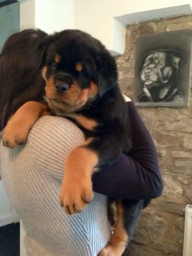 Rottweiler O xodó que todo mundo quer levar para casa nesse friozinho