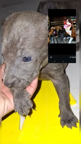 Vendo filhote de pitbull com filla brasileiro puro de mãe e pai 