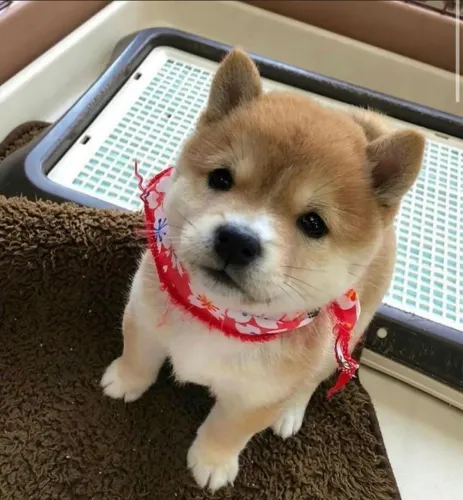 Lindos bbs de Shiba Inu!!! 