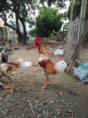 Frangos e galinha 