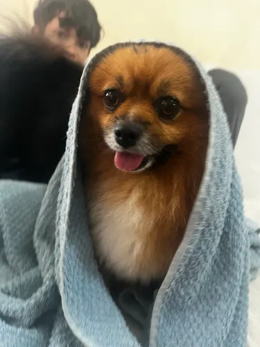 vendo matriz e filhote lulu da pomerania