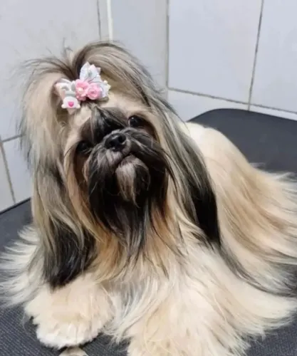 Shitzu fêmea 2 anos