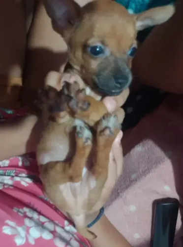 Pinscher 0/1