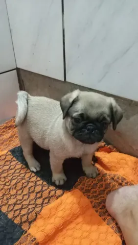 Vendo filhote de pug macho dois meses 