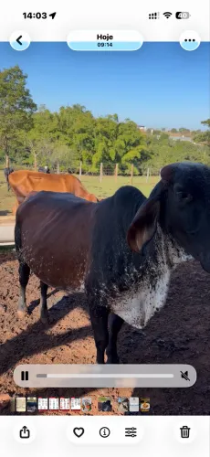 5 vaca gorda 