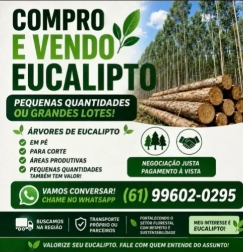 Eucalipto