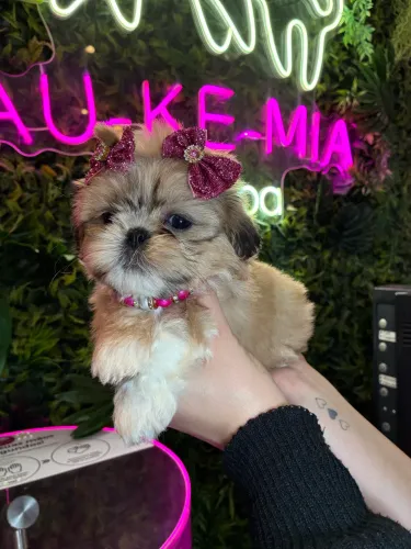 Shih tzu ! Uma Diva