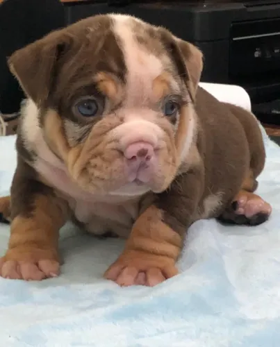 AMERICAN BULLY - FILHOTES DISPONÍVEIS
