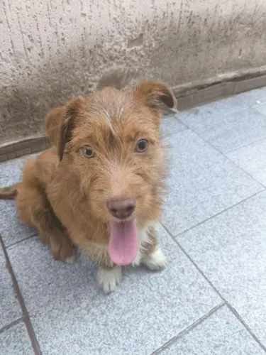 Cachorrinha para adoção