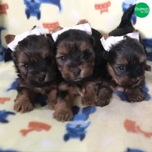 Yorkshire fofura tamanho mini