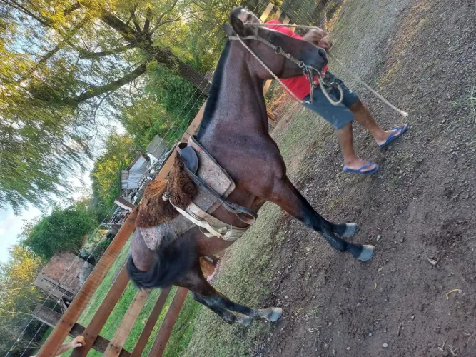 Cavalo crioulo bagual