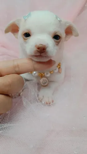 Chihuahua com procedência