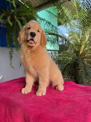Golden retriever com pedigree 