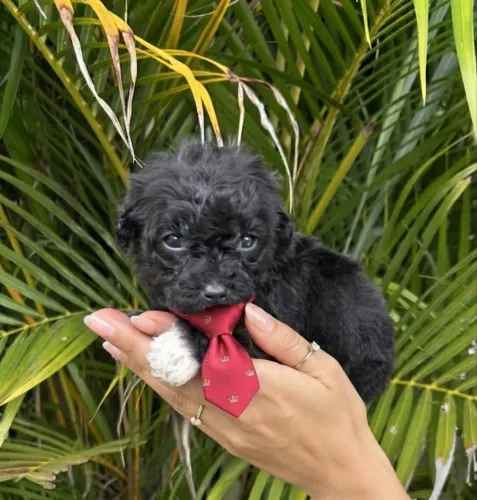 Poodle Toy macho e fêmea pedigree 