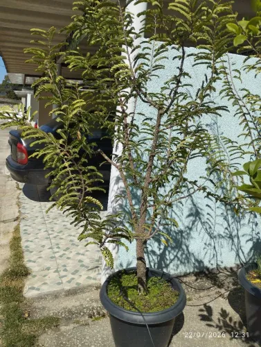 Pé de tamarineira em vaso de 44l já produz
