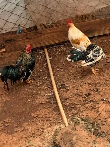 Vendo 3 Galizé macho 
