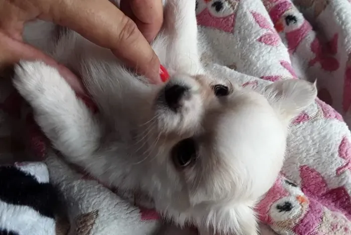 Chihuahua