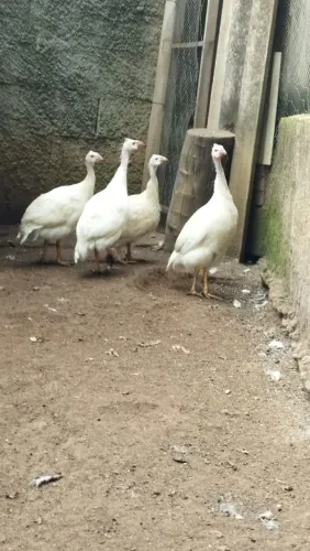 Angolas Brancas Fêmeas 