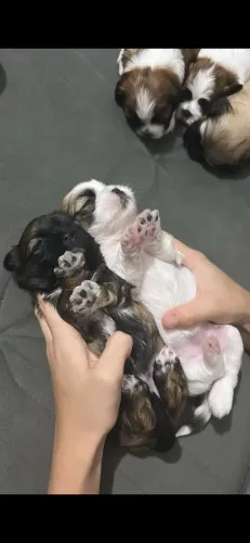 Shih Tzu fêmeas pequenininhas.