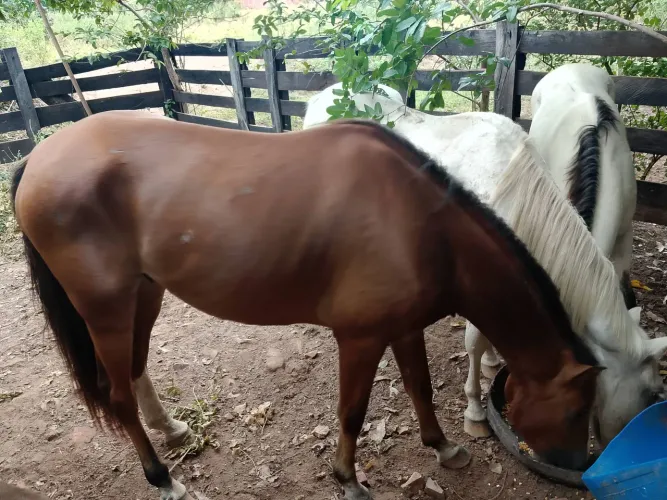 Troca cavalos por Novilha ou bezerro 