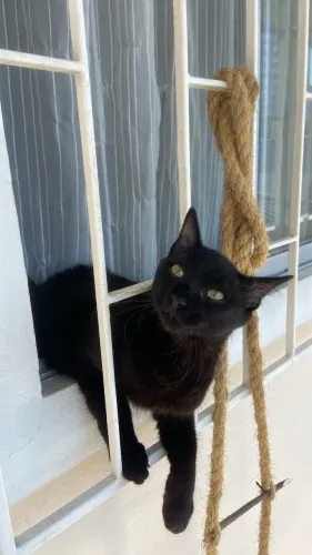 Gato para doação