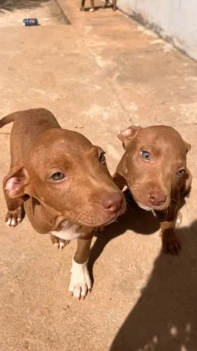 ? Vende-se urgente! ? 
