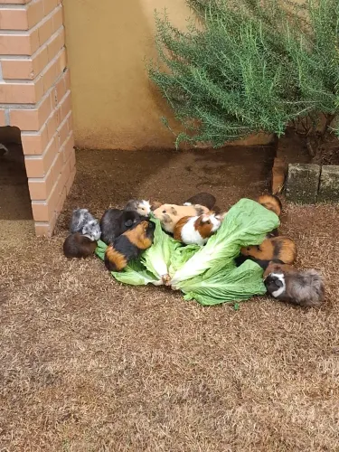 Porquinho da Índia 