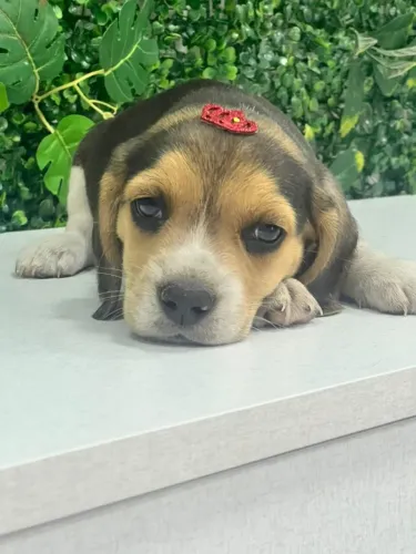 beagle com contrato