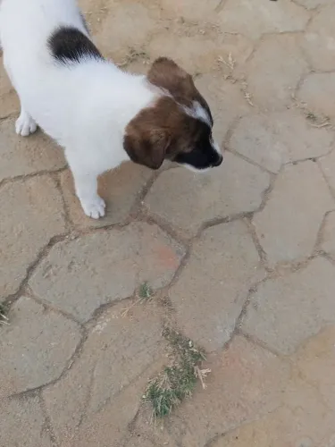 Doação de cachorro filhotes