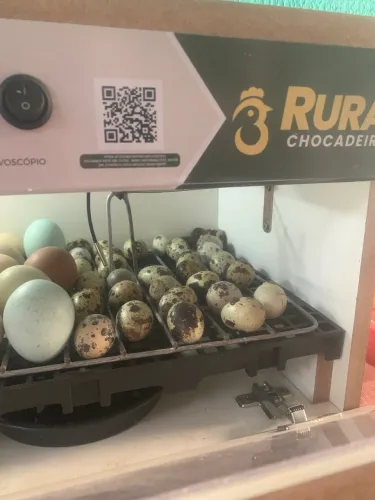 Codornas para vendas em guarapari, vem no certo!