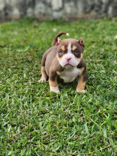 AMERICAN BULLY 